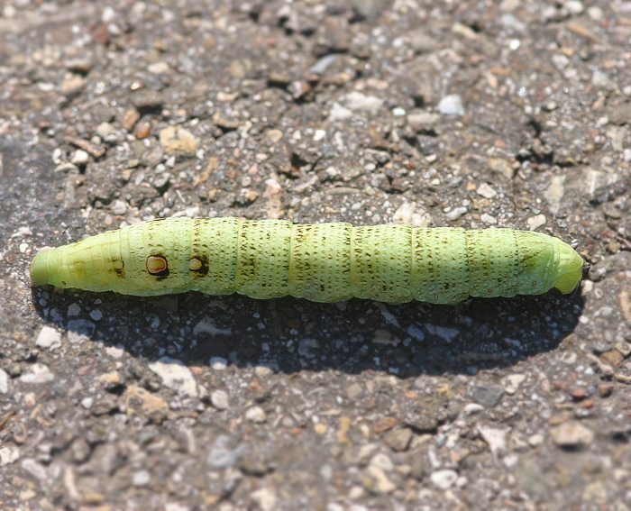 Kleiner Weinschw�rmer (Deilephila porcellus) Raupe