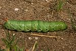 Windenschw�rmer (Agrius convolvuli) Raupe [3678 views]