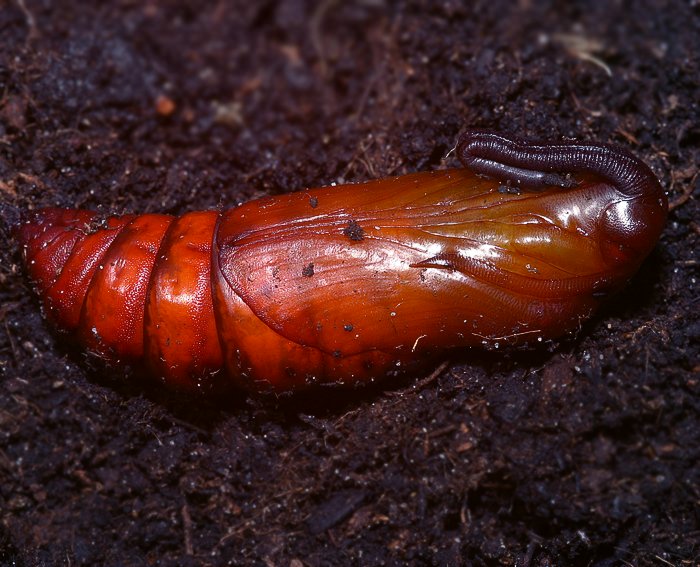 Windenschw�rmer (Agrius convolvuli) Puppe