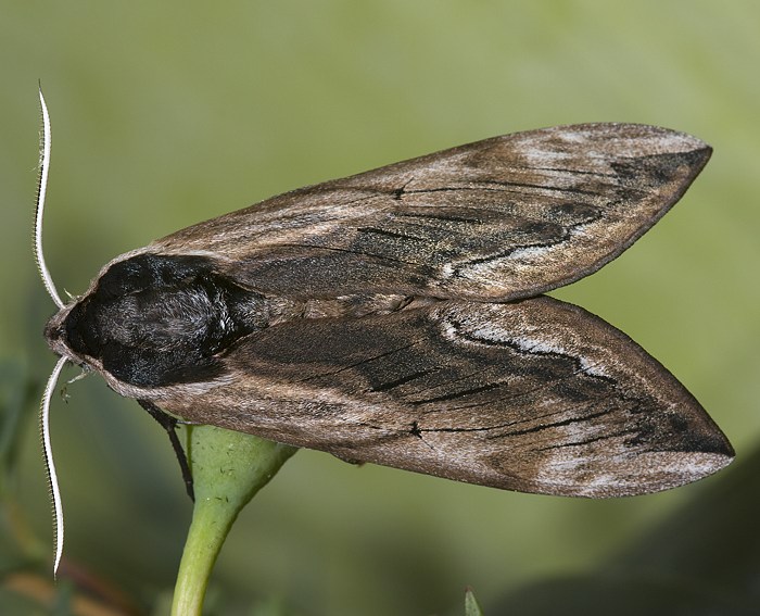 Ligusterschw�rmer (Sphinx ligustri)