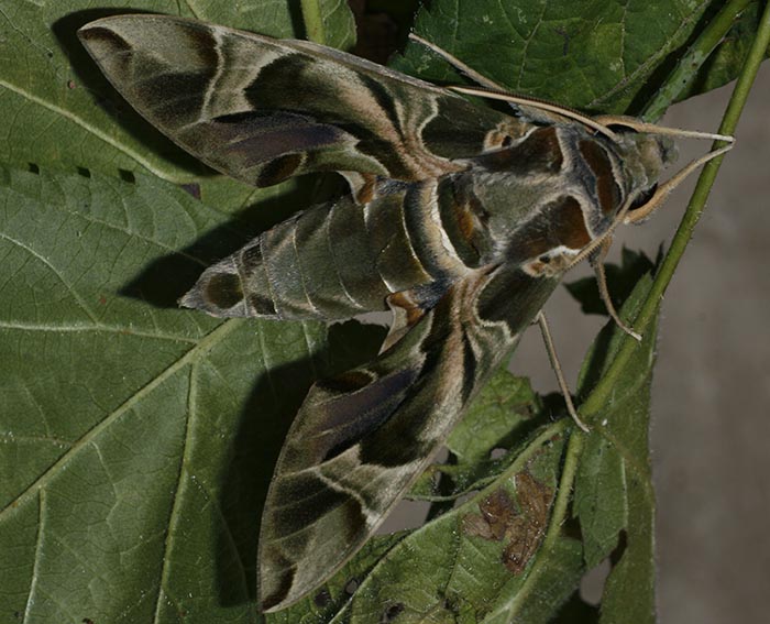 Oleanderschw�rmer (Daphnis nerii)