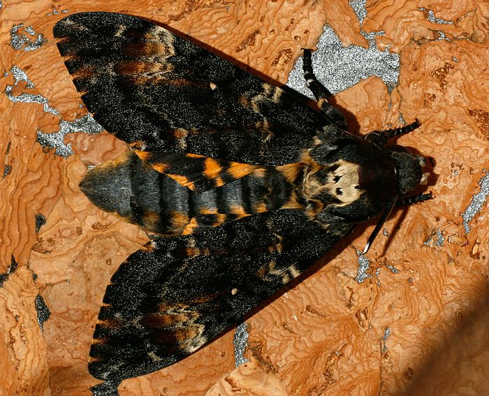 Totenkopfschw�rmer (Acherontia atropos)
