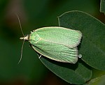 Eichenwickler (Tortrix viridana) [3374 views]