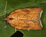 (Acleris rhombana) [360 views]