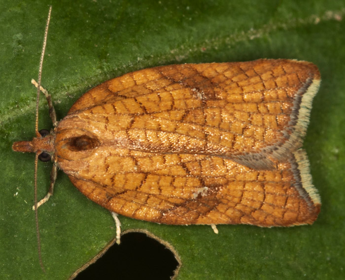 (Acleris rhombana)
