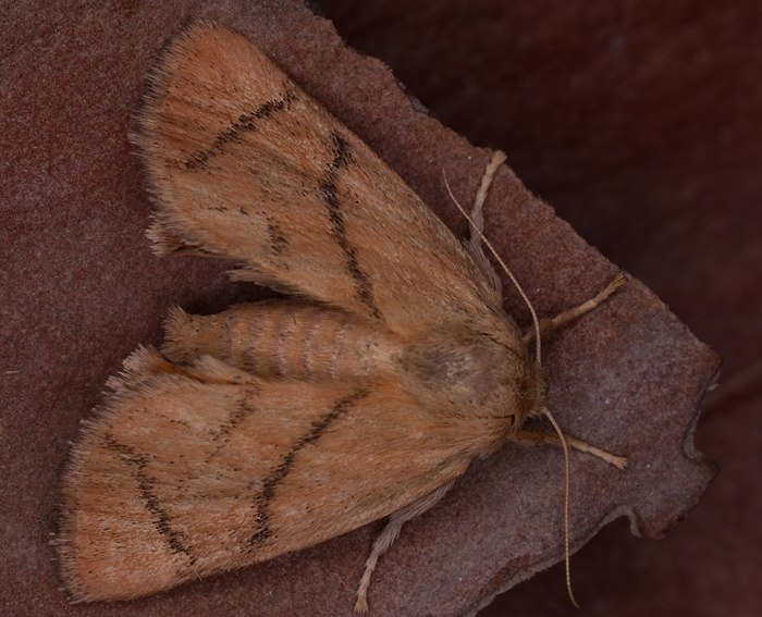 Gro�er Schneckenspinner (Apoda limacodes)<br> Schneckenspinner (Limacodidae)