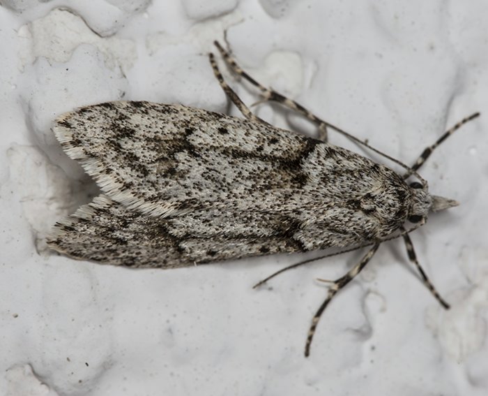 Buchenmotte (Diurnea fagella) <BR> Breitfl�gelmotten (Chimabachidae)