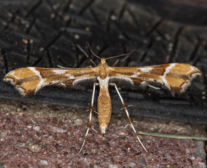 (Cnaemidophorus rhododactyla)<br> Federmotten (Pterophoridae)