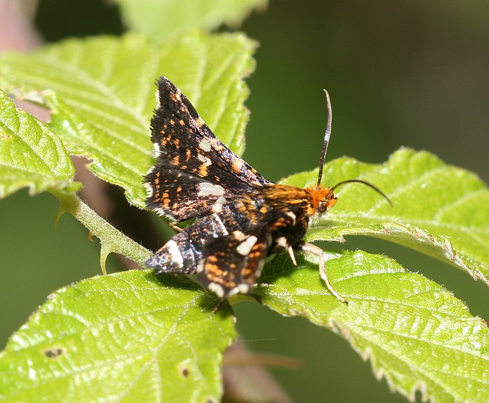 Waldreben-Fensterschw�rmerchen (Thyris fenestrella)<br> Fensterschw�rmerchen (Thyrididae)