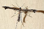 (Amblyptilia acanthadactyla)<br> Federmotten (Pterophoridae) [3267 views]