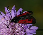 Thymian-Widderchen (Zygaena purpuralis) [2869 views]