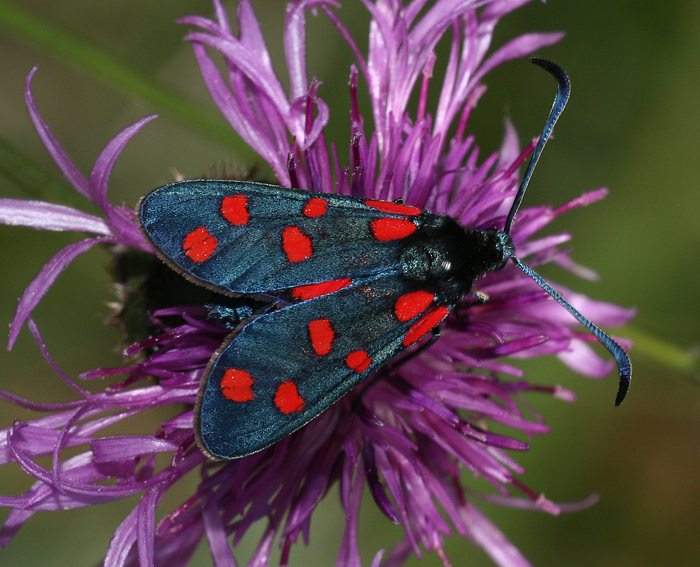 Hufeisenklee-Widderchen (Zygaena transalpina)