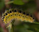 Sechsfleck-Widderchen (Zygaena filipendulae) Raupe [2546 views]