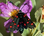 (Zygaena lavandulae) [2398 views]