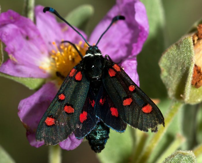 (Zygaena lavandulae)