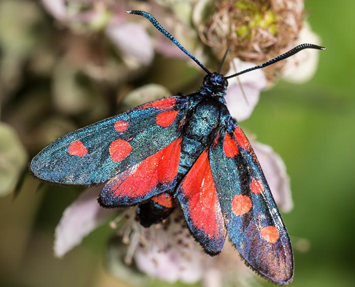Ver�nderliches Widderchen (Zygaena ephialtes)