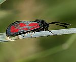 Beilfleck-Widderchen (Zygaena loti) [3210 views]