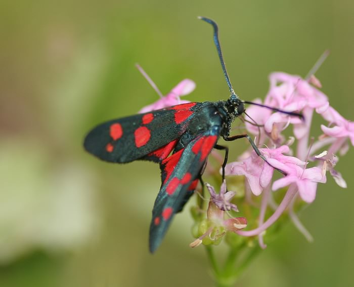 Ver�nderliches Widderchen (Zygaena ephialtes)