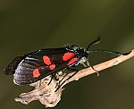 Kleewidderchen (Zygaena lonicerae) [2928 views]