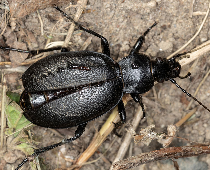 Lederlaufk�fer (Carabus coriaceus)