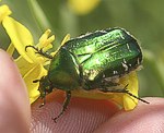 Goldg�nzender Rosenk�fer (Cetonia aurata) [1522 views]