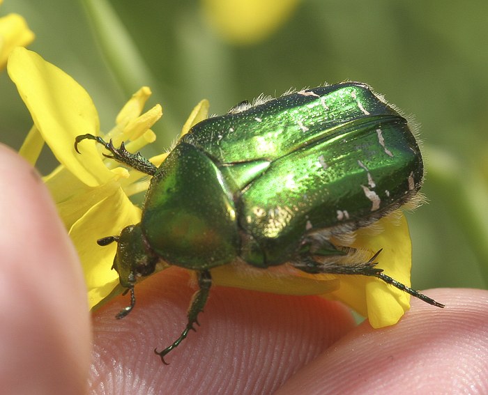 Goldg�nzender Rosenk�fer (Cetonia aurata)