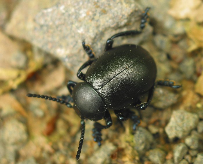 Tatzenk�fer (Timarcha goettitigensis)