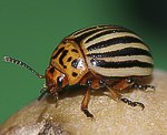 Kartoffelk�fer (Leptinotarsa decemlineata) [1653 views]