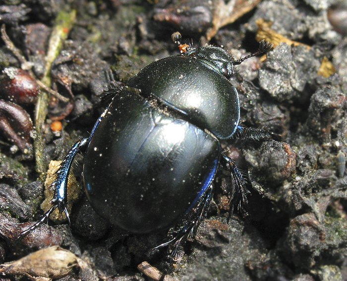 Fr�hlingsmistk�fer (Geotrupes vernalis)