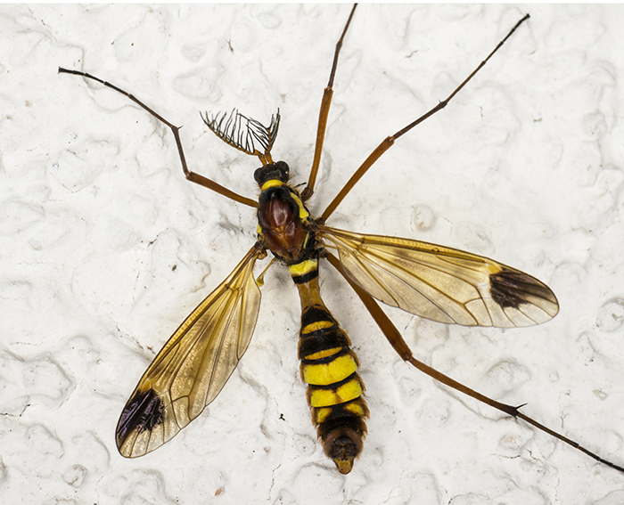 Zweifl�gler Kammschnake (Ctenophora ornata)