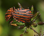 Streifenwanze (Graphosoma italicum) [1900 views]