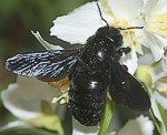 Holzbiene (Xylocopa violacea) [2010 views]