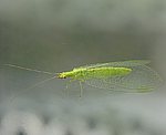 Gr�ne Florfliege (Chrysoperla carnea) [1761 views]