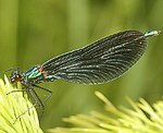 Blaufl�gel-Prachtlibelle (Calopteryx virgo) M [1555 views]