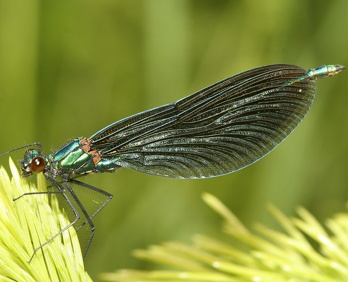 Blaufl�gel-Prachtlibelle (Calopteryx virgo) M