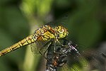 Gro�e Heidelibelle (Sympetrum striolatum) [1503 views]