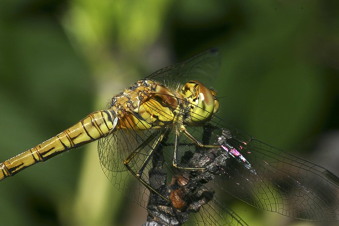 Gro�e Heidelibelle (Sympetrum striolatum)