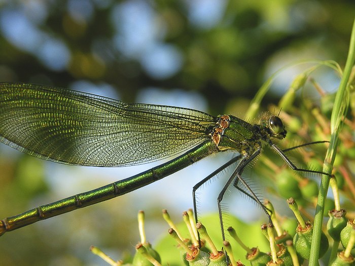 Blaufl�gel-Prachtlibelle (Calopteryx virgo) W