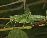 Gr�nes Heupferd (Tettigonia viridissima) [1444 views]