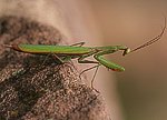 Europ�ische Gottesanbeterin (Mantis religiosa) [1803 views]