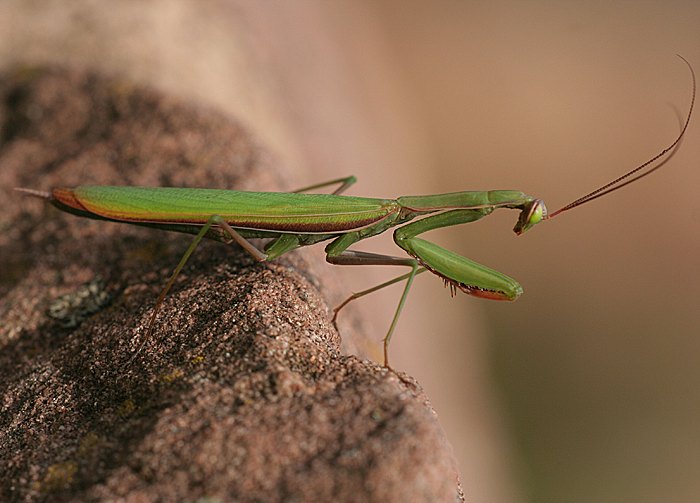 Europ�ische Gottesanbeterin (Mantis religiosa)