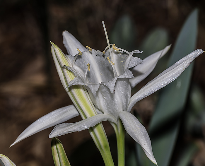 D�nen-Trichternarzisse 1 (Pancratium maritimum)