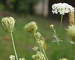 Wilde M�hre (Daucus carota) [4449 views]