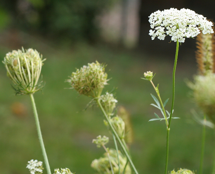 Wilde M�hre (Daucus carota)