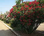 Oleander (Nerium oleander) [4088 views]