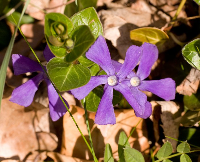 Kleines Immergr�n (Vinca minor)