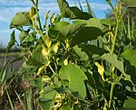 Osterluzei (Aristolochia clematitis), Gew�hnliche- [3724 views]