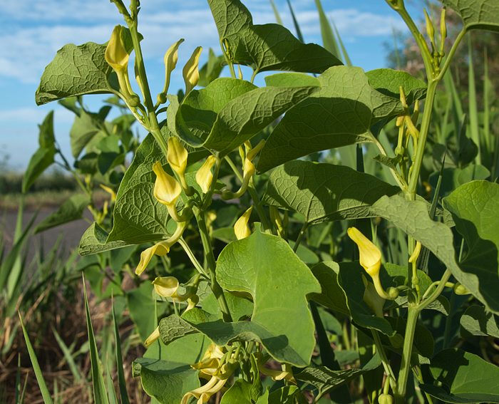 Osterluzei (Aristolochia clematitis), Gew�hnliche-