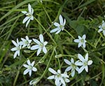 Dolden-Milchstern (Ornithogalum umbellatum) [2303 views]