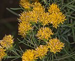 Goldhaaraster (Aster linosyris) [3492 views]